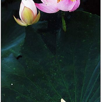 Fotografie mit dem Titel "花卉摄影75" von Ban Ying Lao Ren, Original-Kunstwerk