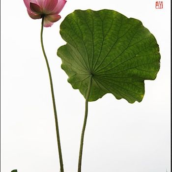 摄影 标题为“花卉摄影80” 由半影老人, 原创艺术品