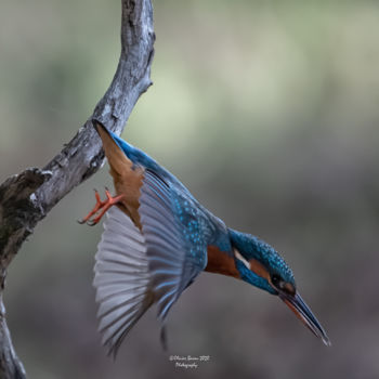 Фотография под названием "Le plongeon" - Olivier Barau, Подлинное произведение искусства, Пленочная фотография