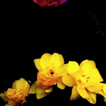 Photography titled "Tulipani" by Barbara Bertoncelli, Original Artwork