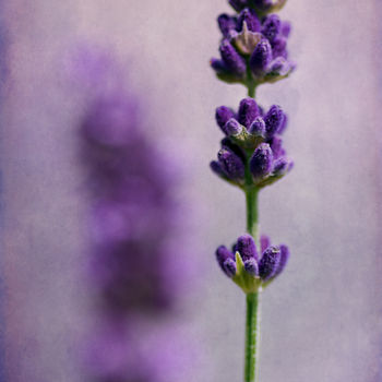 Photography titled "Lavender" by Barbara Corvino, Original Artwork, Digital Photography