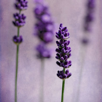Fotografia zatytułowany „Lavenders” autorstwa Barbara Corvino, Oryginalna praca, Fotografia cyfrowa