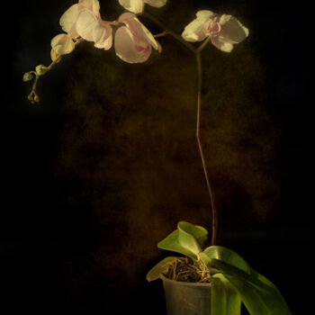 Photography titled "Orchid" by Barbara Corvino, Original Artwork, Digital Photography