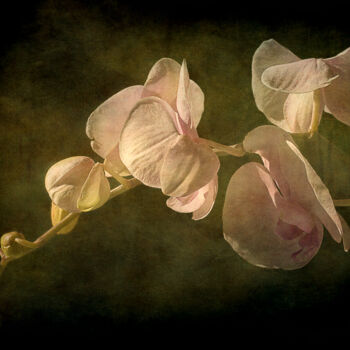 Photography titled "Orchid branch" by Barbara Corvino, Original Artwork, Digital Photography