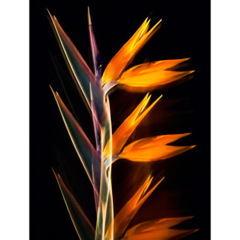 Photography titled "strelitzia-com-fund…" by José Carlos Barbo, Original Artwork