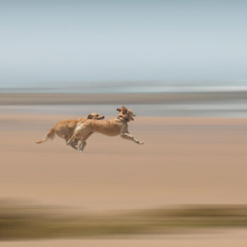 Fotografía titulada "Flying dogs" por Bart Debo, Obra de arte original, Fotografía digital