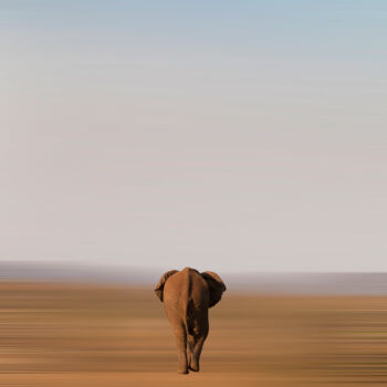 Fotografía titulada "Returning elephant" por Bart Debo, Obra de arte original, Fotografía digital