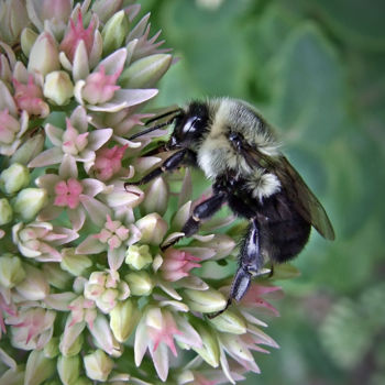 Photographie intitulée "Bumble Bee" par Bavosi Photoart, Œuvre d'art originale, Photographie numérique