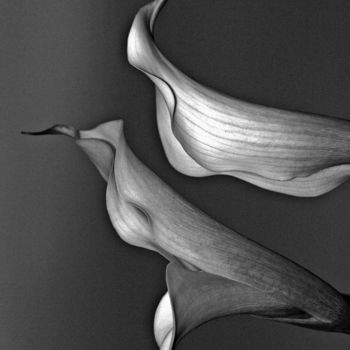 Photography titled "Calla Lilies" by Bavosi Photoart, Original Artwork, Digital Photography