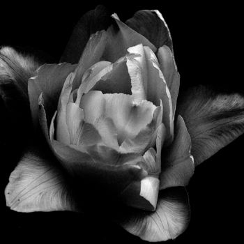 「Peony Blossom Monoc…」というタイトルの写真撮影 Bavosi Photoartによって, オリジナルのアートワーク, デジタル