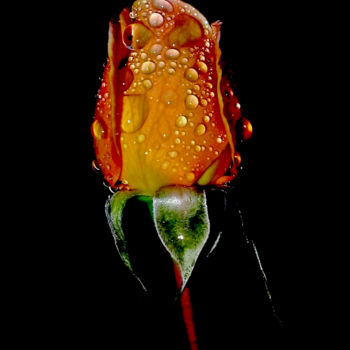 Photography titled "Dew Drop Rose" by Bavosi Photoart, Original Artwork, Digital Photography