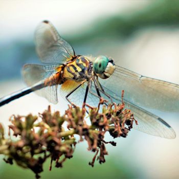 Photography titled "Dragonfly" by Bavosi Photoart, Original Artwork, Digital Photography