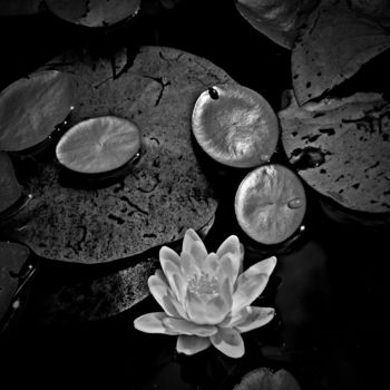 Photography titled "Water Lily l (in Bl…" by Bavosi Photoart, Original Artwork, Digital Photography