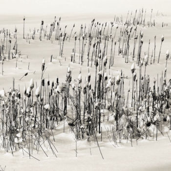 Fotografia zatytułowany „Cattail Grove” autorstwa Bavosi Photoart, Oryginalna praca, Fotografia cyfrowa