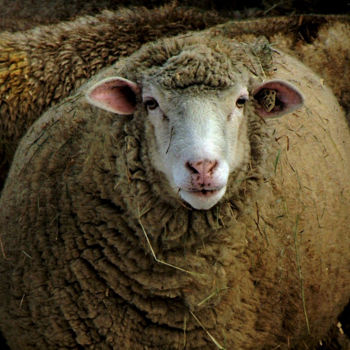 Fotografie getiteld "Tufts Sheep Portrait" door Bavosi Photoart, Origineel Kunstwerk, Digitale fotografie