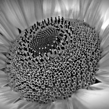 Fotografia intitulada "Sunflower in Black…" por Bavosi Photoart, Obras de arte originais, Fotografia digital