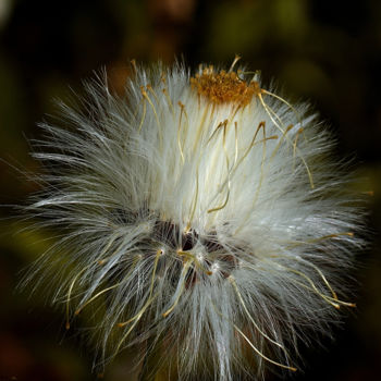 "Natural Separation" başlıklı Fotoğraf Bavosi Photoart tarafından, Orijinal sanat, Dijital Fotoğrafçılık