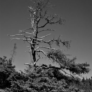 Photographie intitulée "Schoodic Point Pine" par Bavosi Photoart, Œuvre d'art originale, Photographie numérique