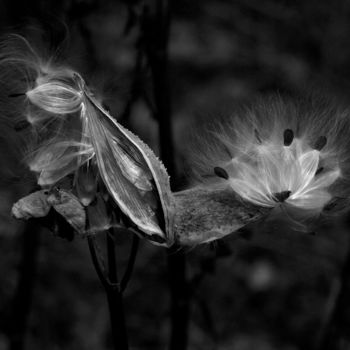 Photography titled "Milkweed" by Bavosi Photoart, Original Artwork, Digital Photography