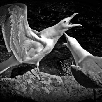 「Maine Herring Gulls」というタイトルの写真撮影 Bavosi Photoartによって, オリジナルのアートワーク, デジタル