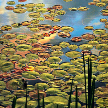 Фотография под названием "Pond Pads" - Bavosi Photoart, Подлинное произведение искусства, Цифровая фотография