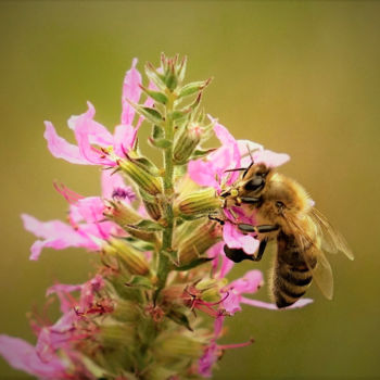 Photography titled "Honey Bee" by Bavosi Photoart, Original Artwork, Digital Photography