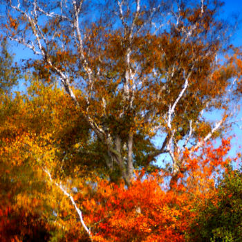 Photography titled "Elm Tree Abstract" by Bavosi Photoart, Original Artwork, Digital Photography