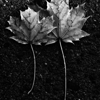 Photography titled "Two Maple Leafs" by Bavosi Photoart, Original Artwork, Digital Photography