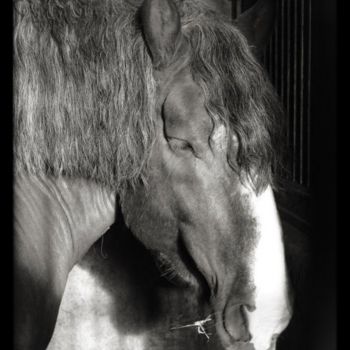 Photography titled "cheval9.jpg" by Bdum, Original Artwork