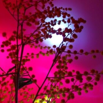 Photographie intitulée "mimosa nuit" par Béatrice Marie Penaud, Œuvre d'art originale