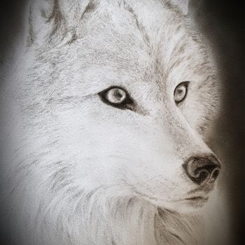 Desenho intitulada "Loup blanc.jpeg" por Evelyne Belsens, Obras de arte originais
