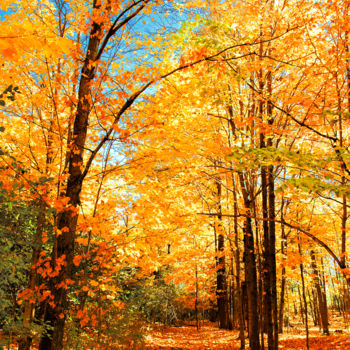 Fotografia intitulada "gold-of-autumn-fore…" por Benjamin, Obras de arte originais