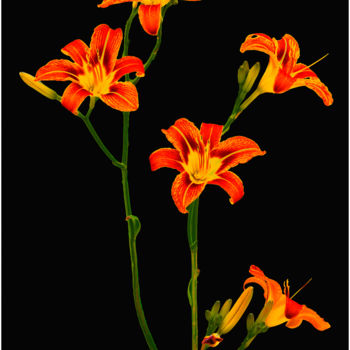 Photography titled "red-lilies.jpg" by Benjamin, Original Artwork