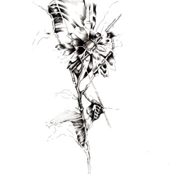 Drawing titled "Chrysanthemum varia…" by Benoît Gauthier, Original Artwork, Ink