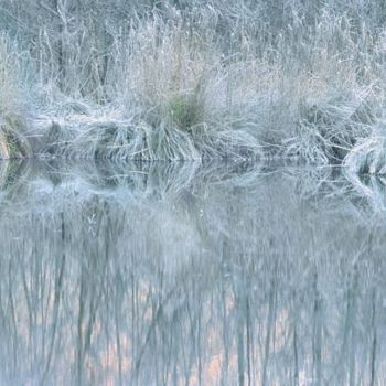 Photographie intitulée "bord d'étang" par Bernard Jacques, Œuvre d'art originale