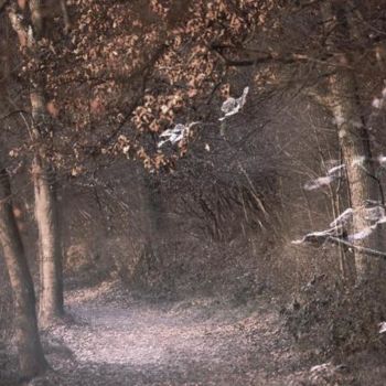 Fotografia zatytułowany „forêt enchantée” autorstwa Bernard Jacques, Oryginalna praca