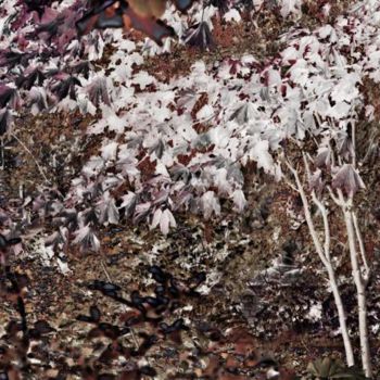 Photographie intitulée "arbre blanc" par Bernard Jacques, Œuvre d'art originale