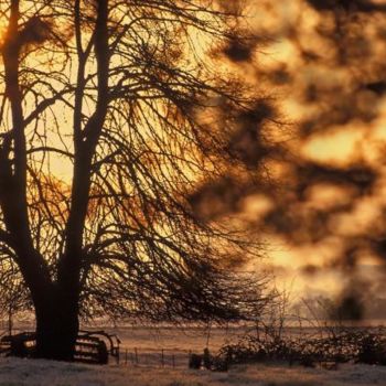 Photographie intitulée "arbre au matin" par Bernard Jacques, Œuvre d'art originale