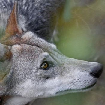 Φωτογραφία με τίτλο "loup du Gévaudan" από Bernard Jacques, Αυθεντικά έργα τέχνης