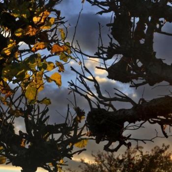 Fotografia intitolato "branches et ciel" da Bernard Jacques, Opera d'arte originale