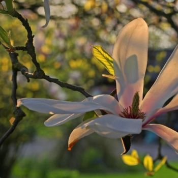 Fotografie mit dem Titel "magnolia 2" von Bernard Jacques, Original-Kunstwerk