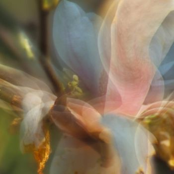 Fotografia zatytułowany „magnolia 1” autorstwa Bernard Jacques, Oryginalna praca