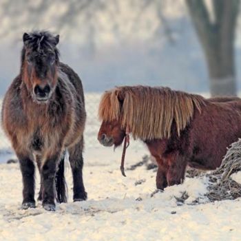 Фотография под названием "poneys sur la neige" - Bernard Jacques, Подлинное произведение искусства