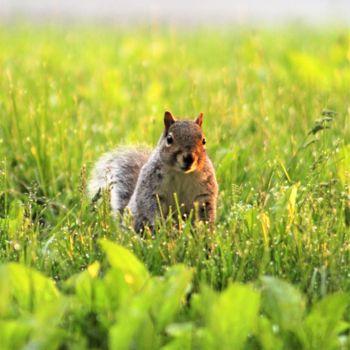 Фотография под названием "Squirrel's Life" - Bernard Best, Подлинное произведение искусства