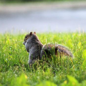 Photographie intitulée "Squirrel's Life 2" par Bernard Best, Œuvre d'art originale