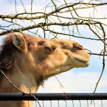 Fotografie mit dem Titel "Head Camel" von Bernard Best, Original-Kunstwerk, Digitale Fotografie