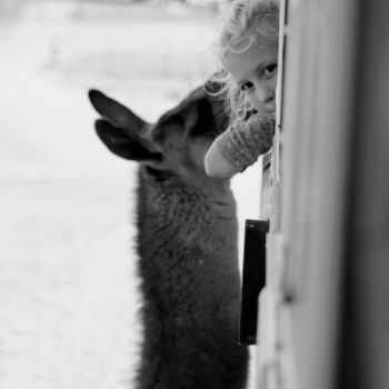 Fotografia zatytułowany „Llama Whispers” autorstwa Bernard Best, Oryginalna praca, Fotografia cyfrowa