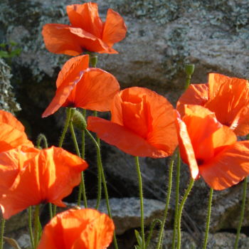 Photography titled "Coquelicots" by Bernard Dunevon, Original Artwork