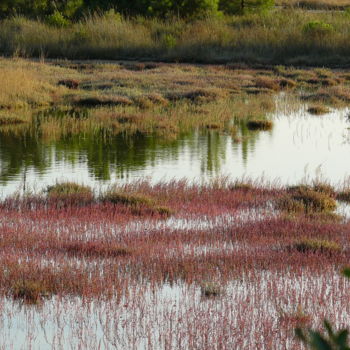 Photographie intitulée "Etang de Saint-Cypr…" par Bernard Dunevon, Œuvre d'art originale