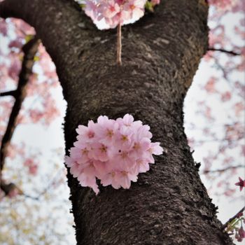 Photography titled "les cerisiers sont…" by Bernard Levy, Original Artwork, Digital Photography